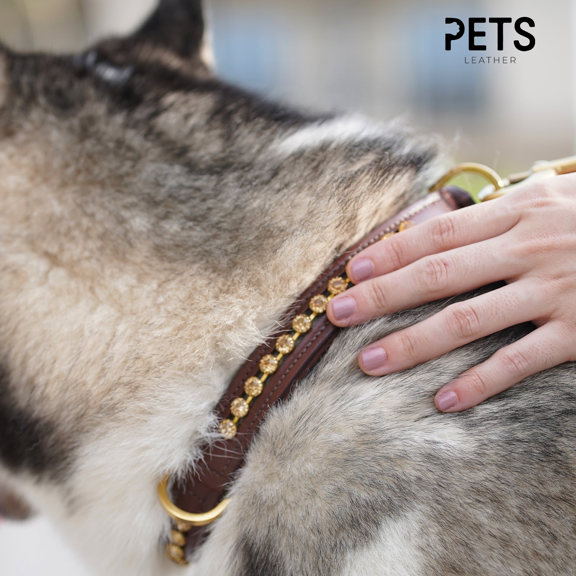 Why a Leather Collar is the Best for Your Dog